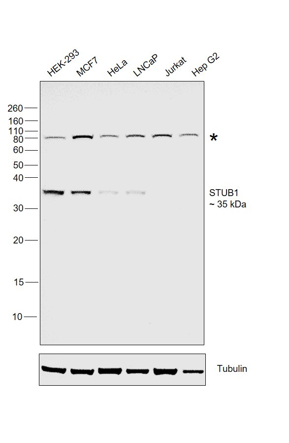 STUB1 Antibody