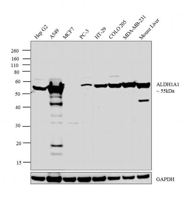 ALDH1A1 Antibody in Western Blot (WB)