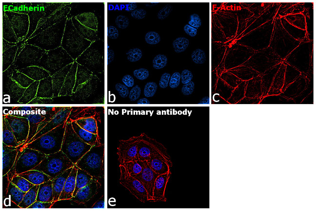 E-cadherin Antibody in Immunocytochemistry (ICC/IF)