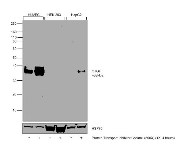 CTGF Antibody in Western Blot (WB)