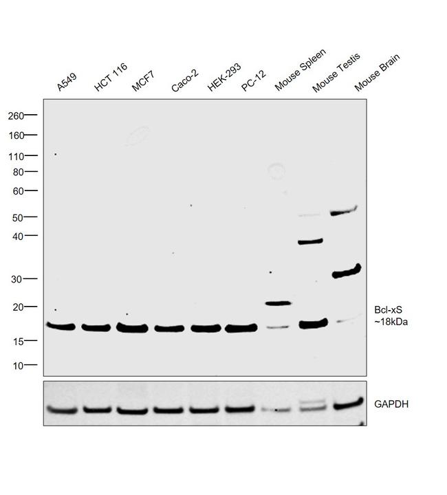 Bcl-xS Antibody in Western Blot (WB)