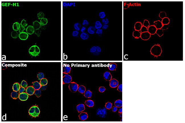 GEF-H1 Antibody in Immunocytochemistry (ICC/IF)