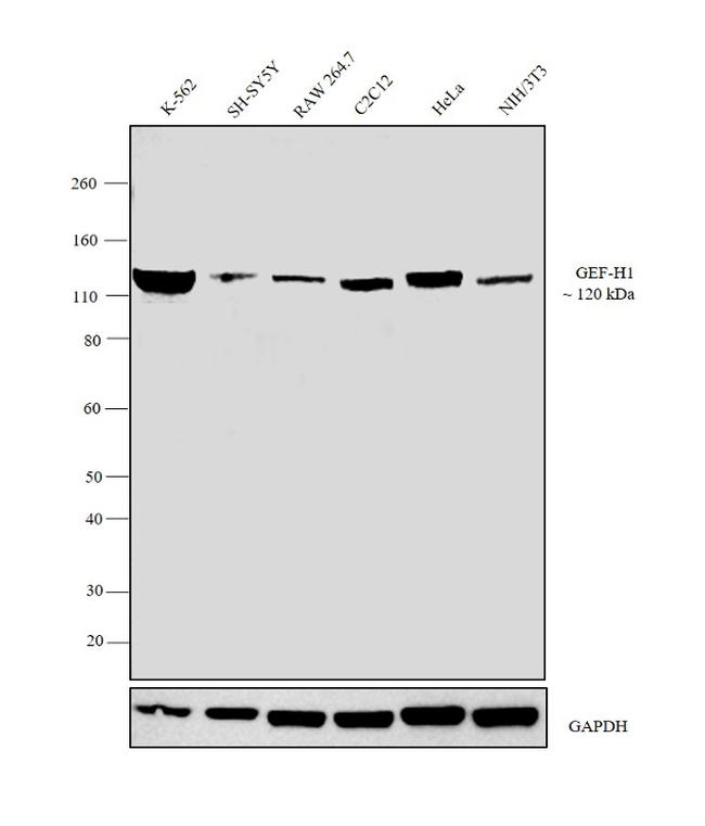 GEF-H1 Antibody in Western Blot (WB)