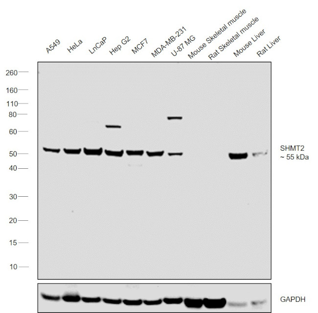 SHMT2 Antibody