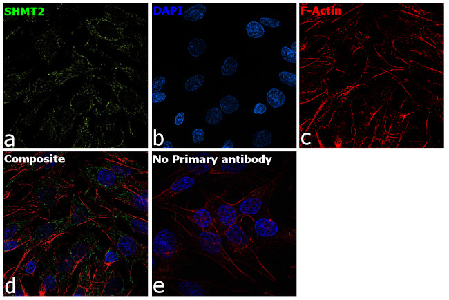 SHMT2 Antibody in Immunocytochemistry (ICC/IF)