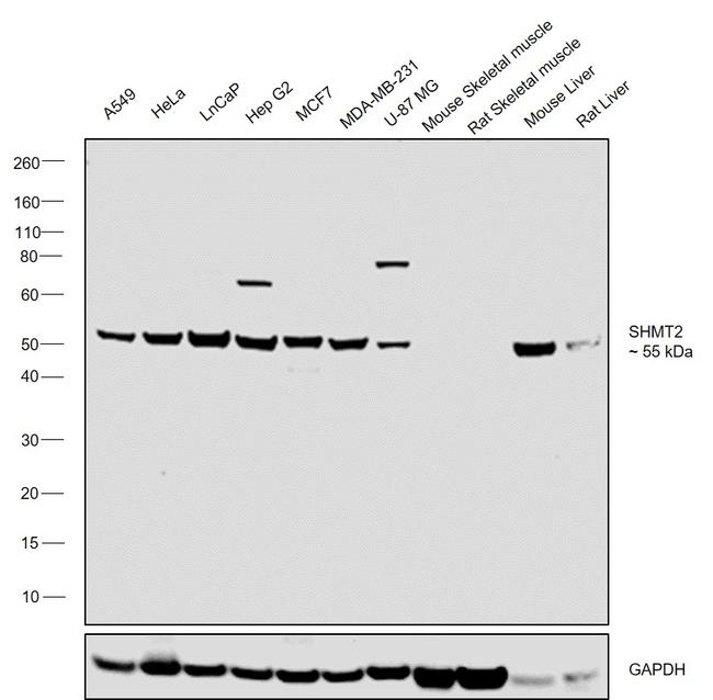 SHMT2 Antibody in Western Blot (WB)