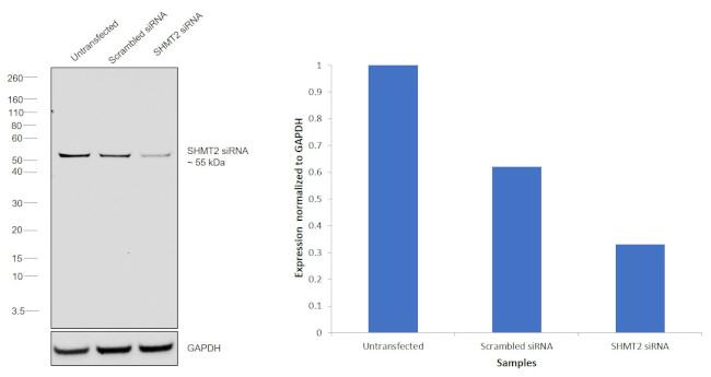 SHMT2 Antibody