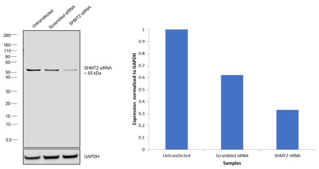 SHMT2 Antibody in Western Blot (WB)