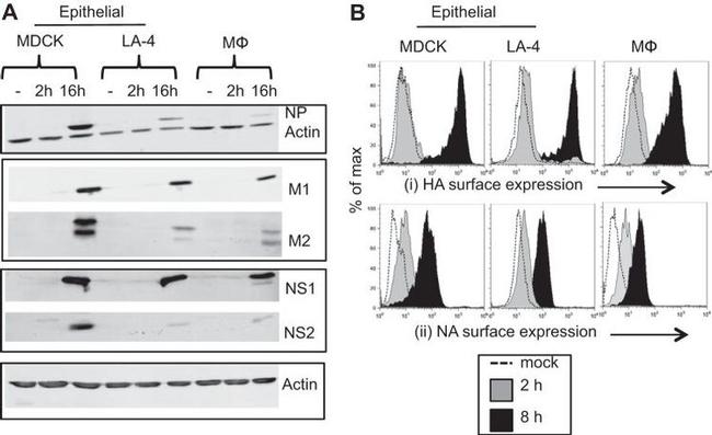 Influenza A NS2 Antibody in Western Blot (WB)