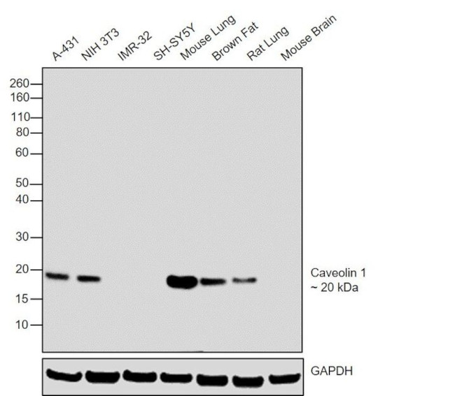 Caveolin 1 Antibody