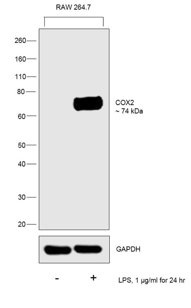 COX2 Antibody