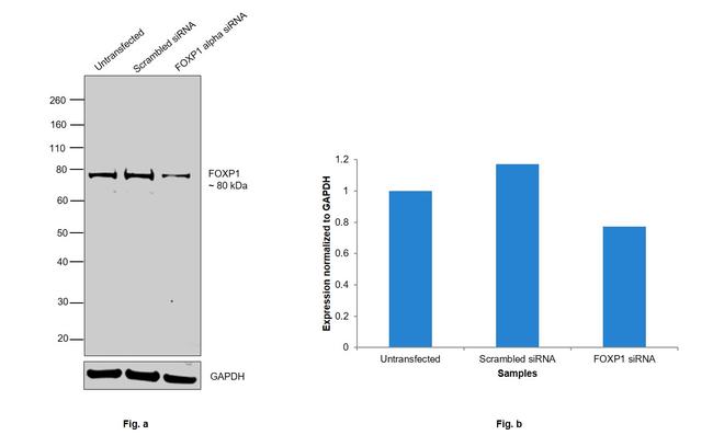 FOXP1 Antibody in Western Blot (WB)