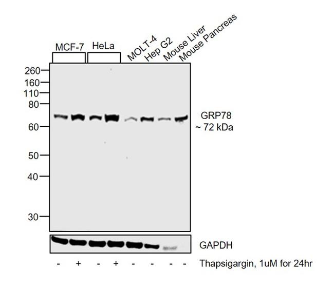 GRP78 Antibody in Western Blot (WB)