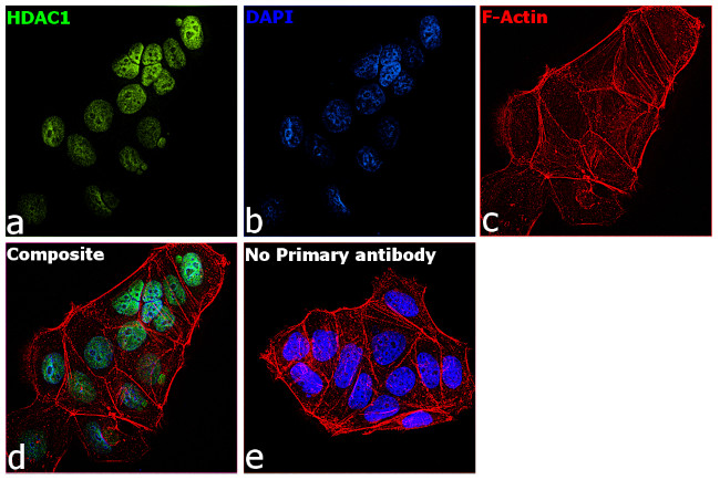 HDAC1 Antibody in Immunocytochemistry (ICC/IF)