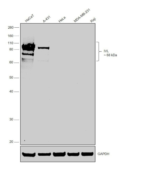 Involucrin Antibody