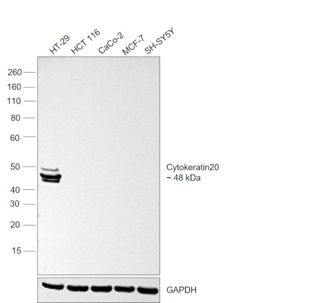 Cytokeratin 20 Antibody