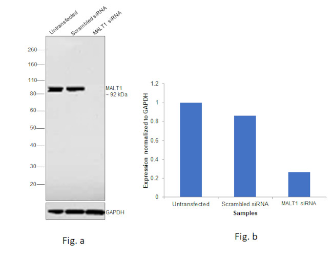 MALT1 Antibody