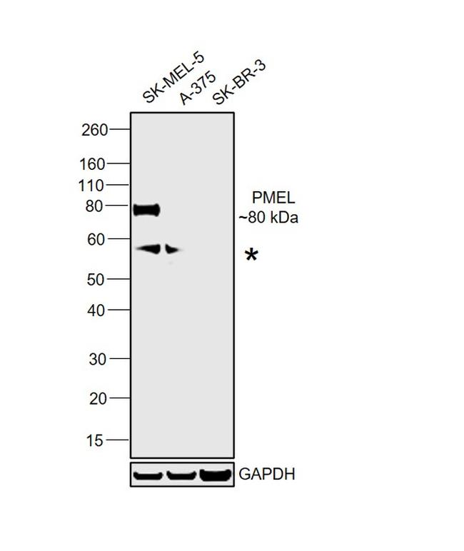 PMEL Antibody in Western Blot (WB)