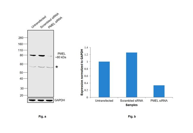 PMEL Antibody in Western Blot (WB)