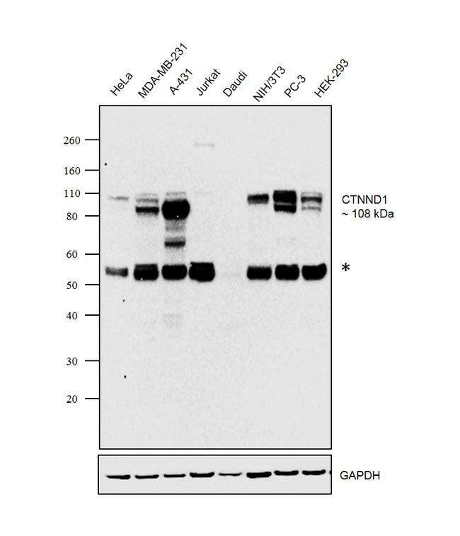 delta Catenin Antibody in Western Blot (WB)