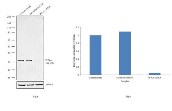 PCNA Antibody