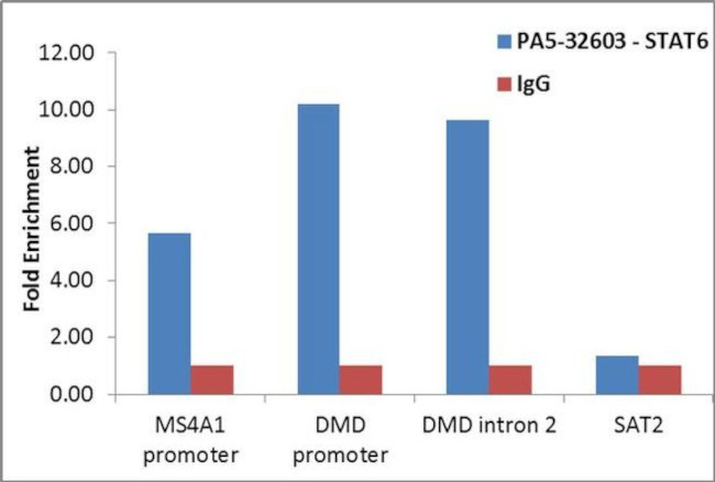 STAT6 Antibody