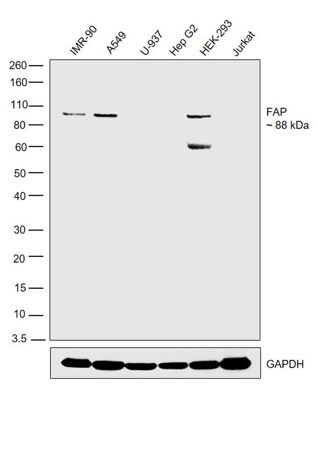 FAP Antibody in Western Blot (WB)