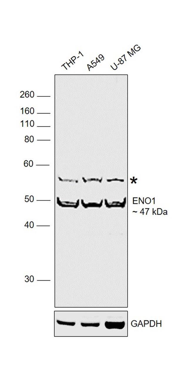 ENO1 Antibody in Western Blot (WB)