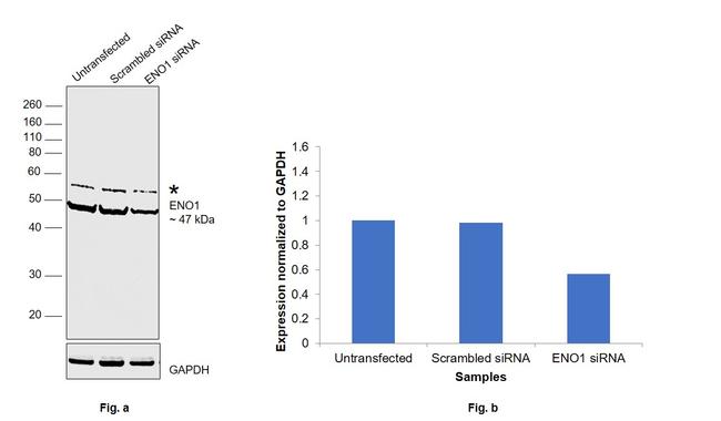 ENO1 Antibody in Western Blot (WB)