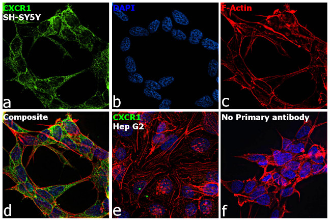 CXCR1 Antibody in Immunocytochemistry (ICC/IF)