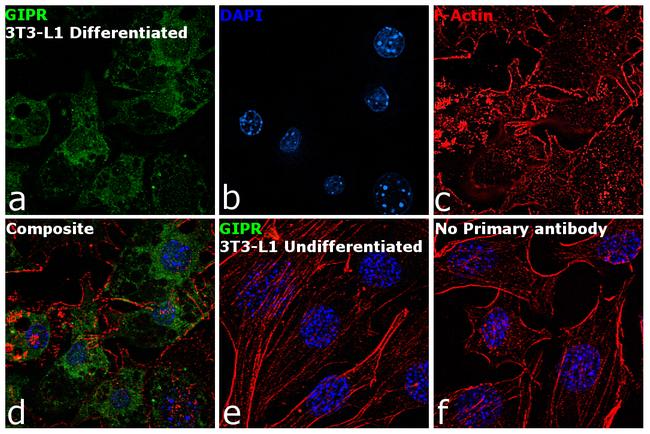 GIPR Antibody