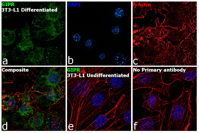 GIPR Antibody in Immunocytochemistry (ICC/IF)