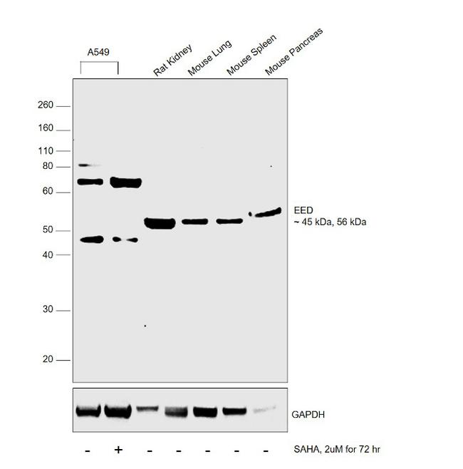 EED Antibody in Western Blot (WB)