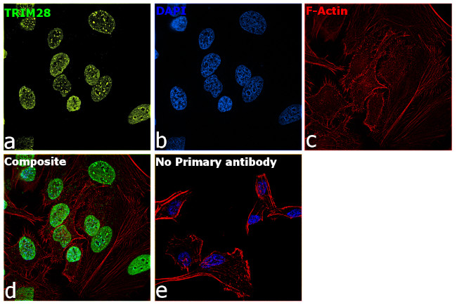 TRIM28 Antibody in Immunocytochemistry (ICC/IF)