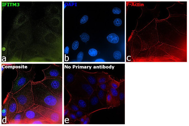 IFITM3 Antibody in Immunocytochemistry (ICC/IF)