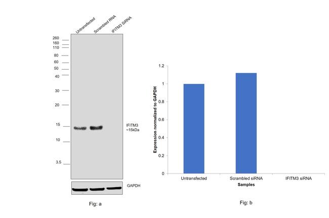 IFITM3 Antibody in Western Blot (WB)