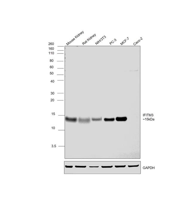 IFITM3 Antibody in Western Blot (WB)