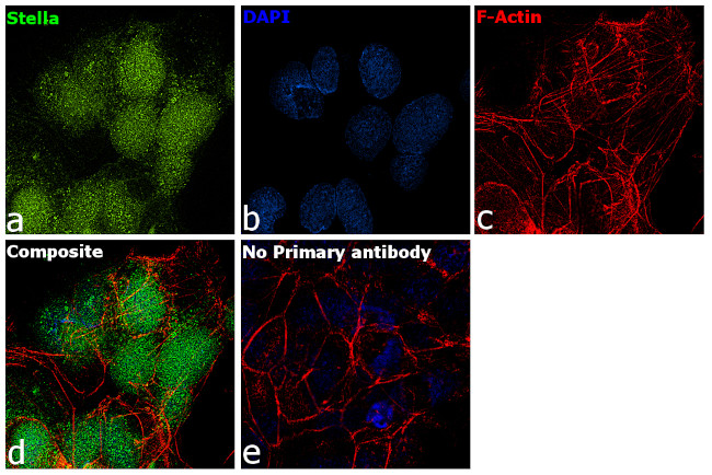 Stella Antibody in Immunocytochemistry (ICC/IF)