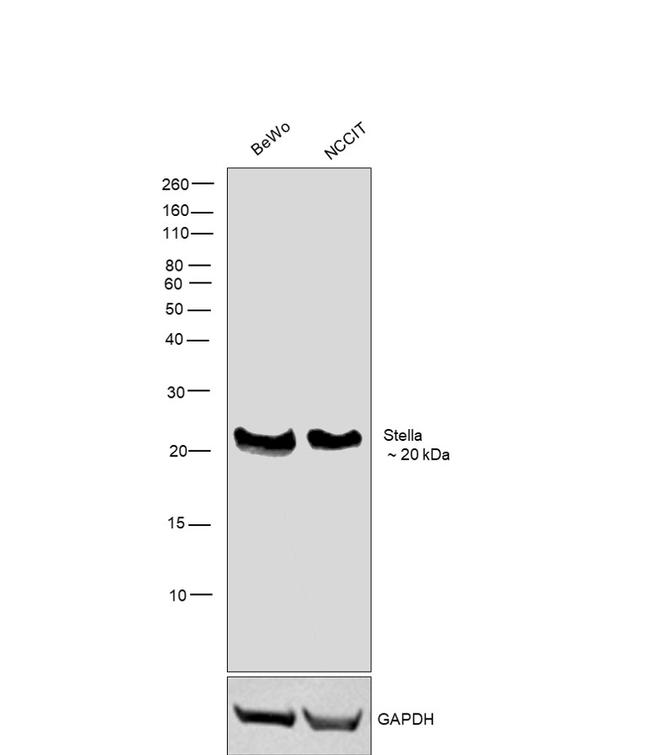 Stella Antibody in Western Blot (WB)