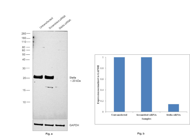 Stella Antibody