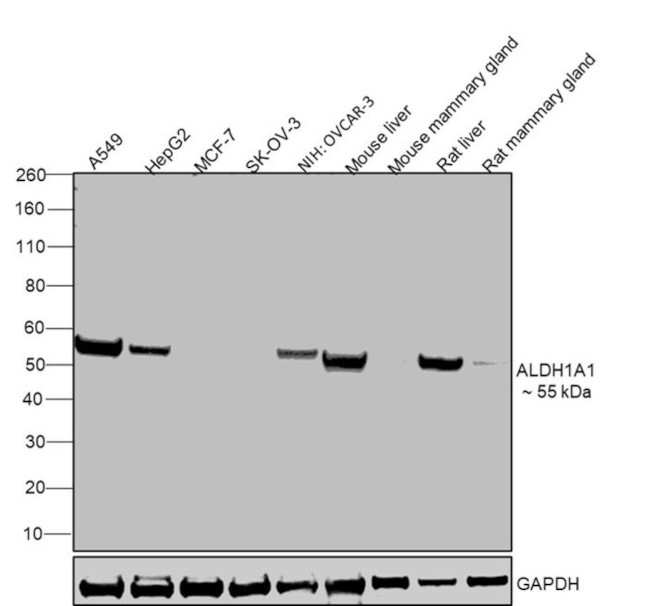 ALDH1A1 Antibody