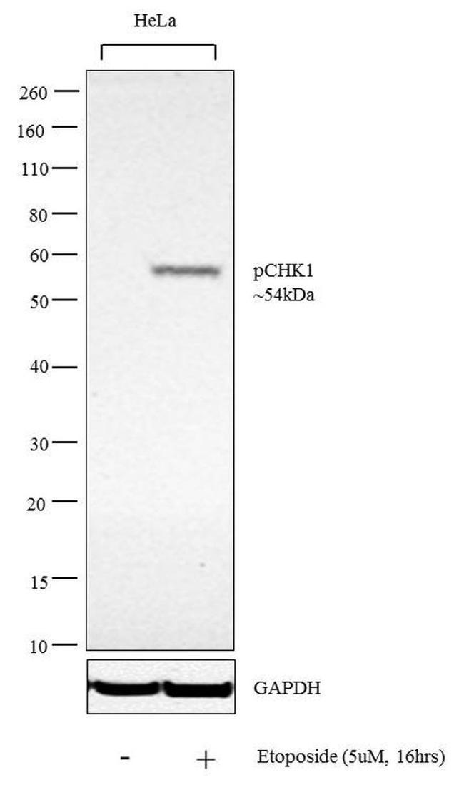 Phospho-CHK1 (Ser345) Antibody in Western Blot (WB)