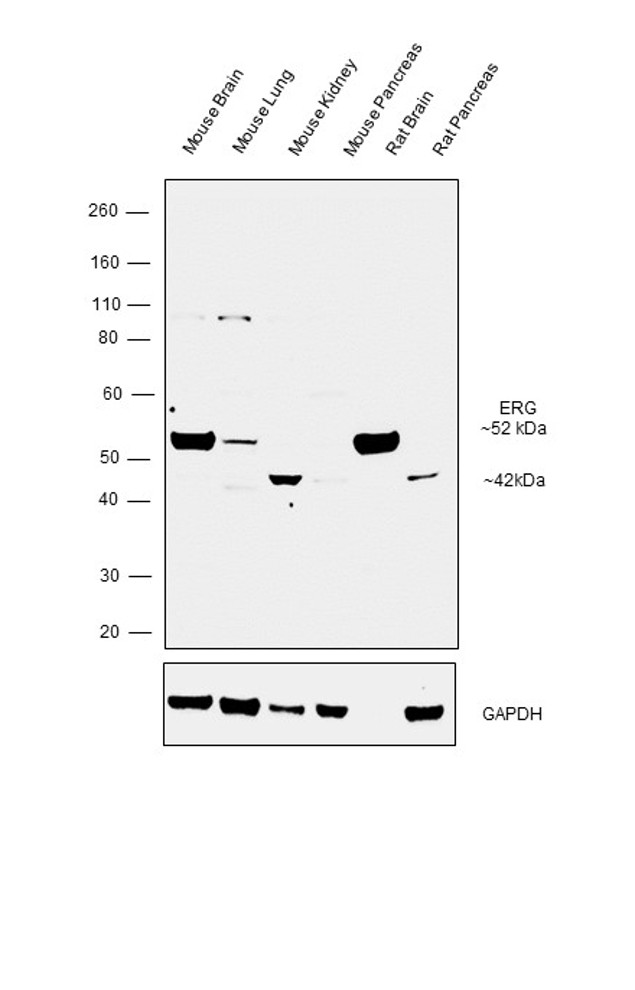 ERG Antibody