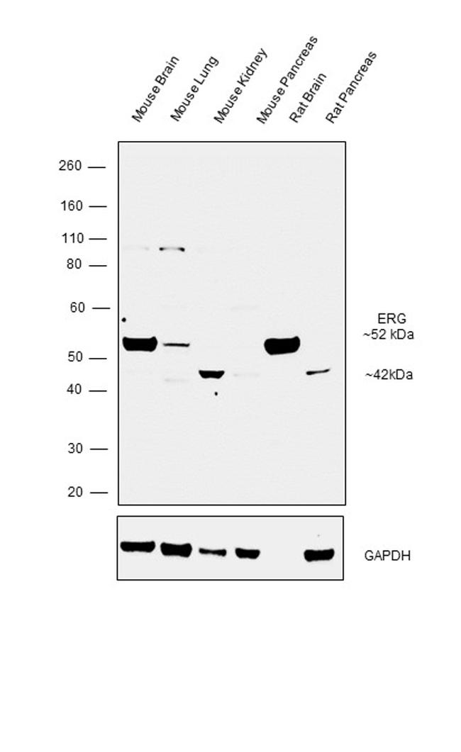 ERG Antibody in Western Blot (WB)