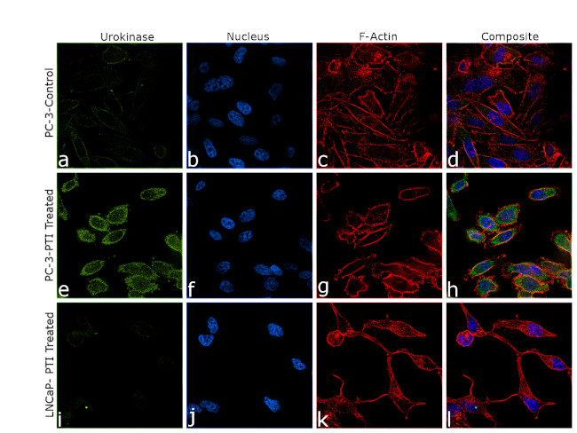 Urokinase Antibody in Immunocytochemistry (ICC/IF)