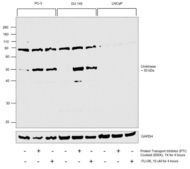 Urokinase Antibody in Western Blot (WB)