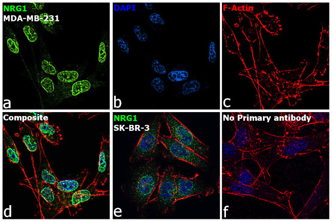 NRG1 Antibody in Immunocytochemistry (ICC/IF)