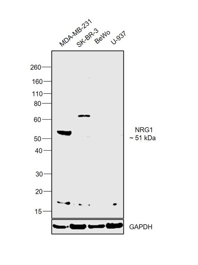 NRG1 Antibody in Western Blot (WB)