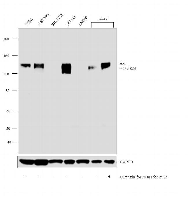 Axl Antibody in Western Blot (WB)