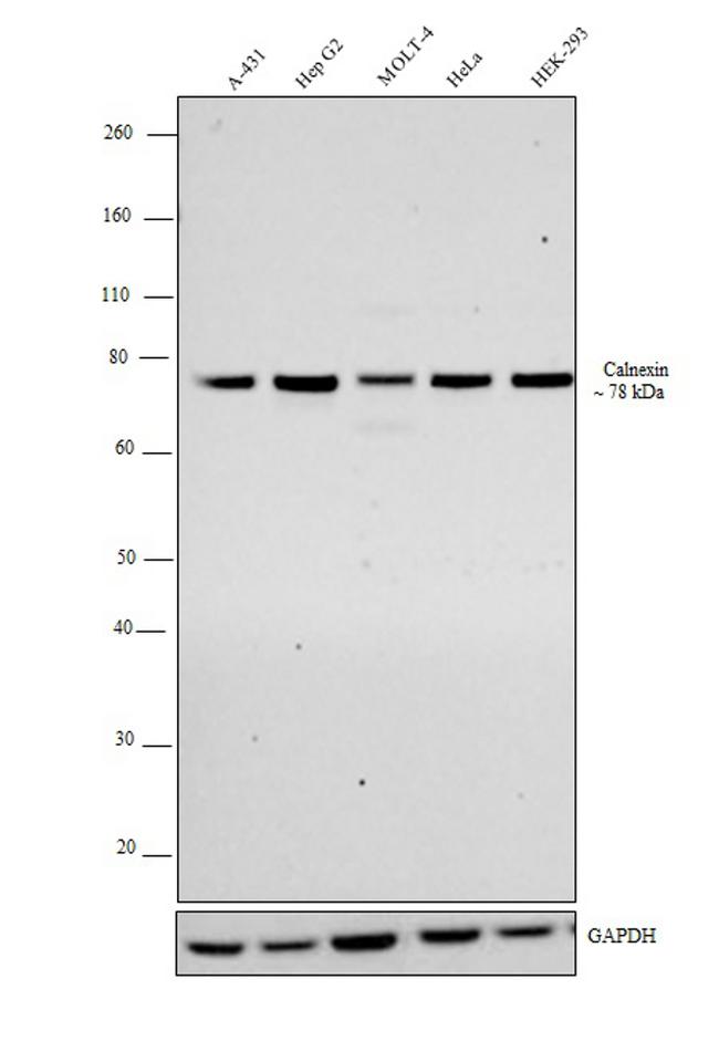 Calnexin Antibody in Western Blot (WB)